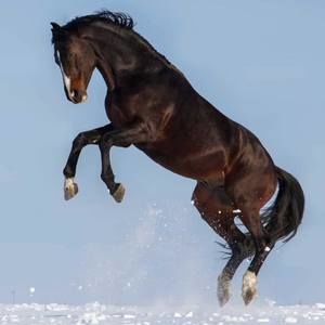 Meet your Posher, Derek